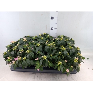 Rhododendron sim. 'Mont Ventoux'