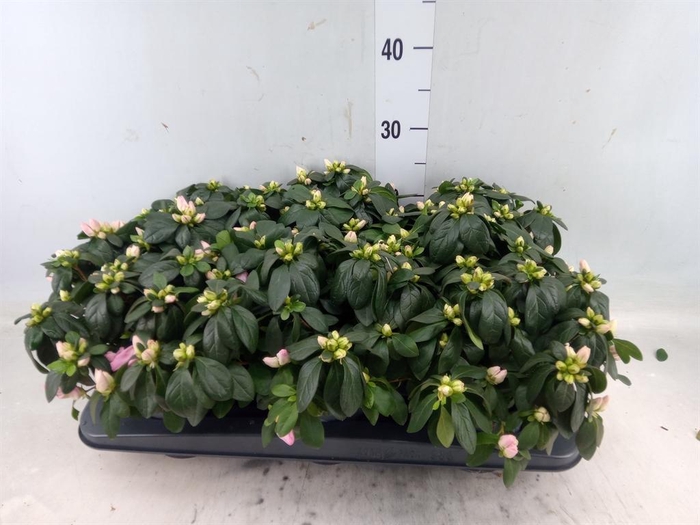 <h4>Rhododendron sim. 'Mont Ventoux'</h4>