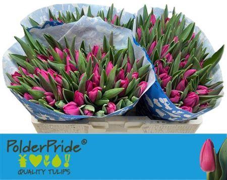 <h4>Tu En Pink Ardour</h4>