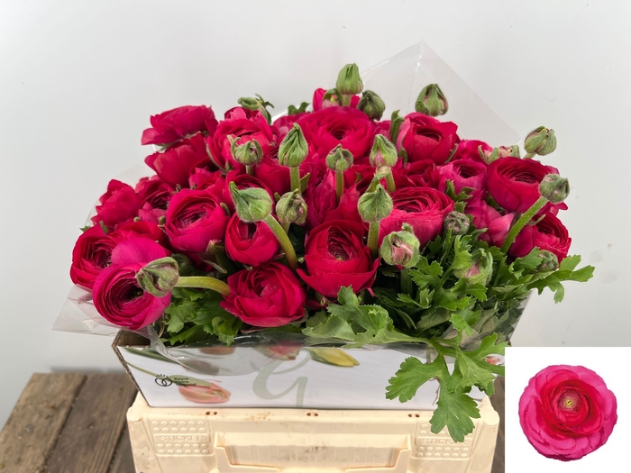 <h4>RAN EL HOT PINK</h4>