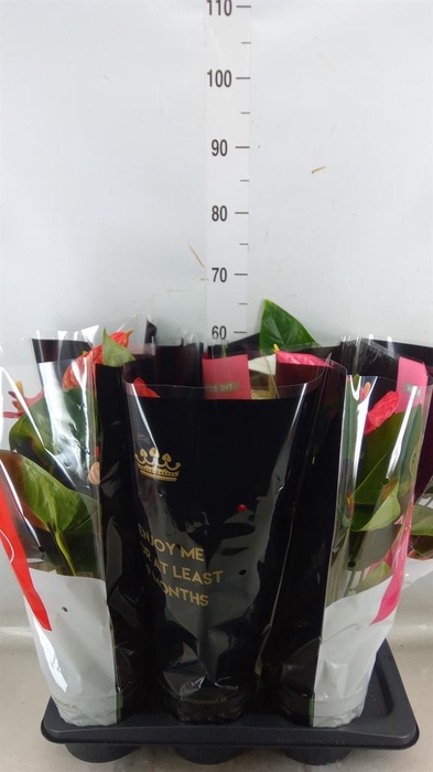 <h4>Anthurium   ...mix</h4>