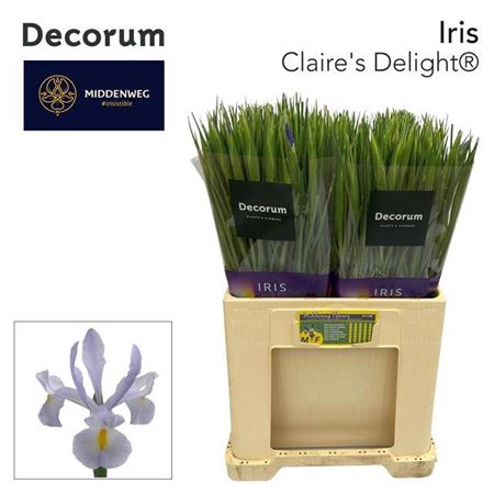 <h4>Iris Claire,s Delight</h4>