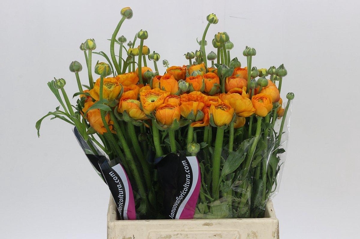 <h4>Ranunculus Charm Orange</h4>