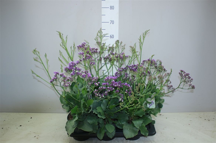 <h4>Limonium Salt Lake</h4>