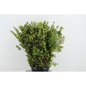 MYRTUS COMMUNIS 400GR