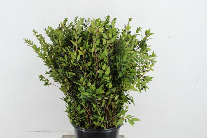 <h4>MYRTUS COMMUNIS 400GR</h4>