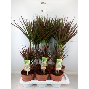 Dracaena   ...mix