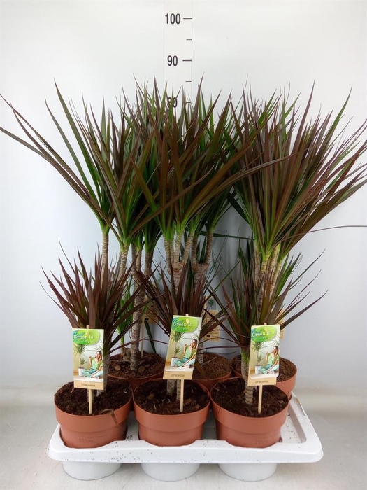 <h4>Dracaena ...mix</h4>