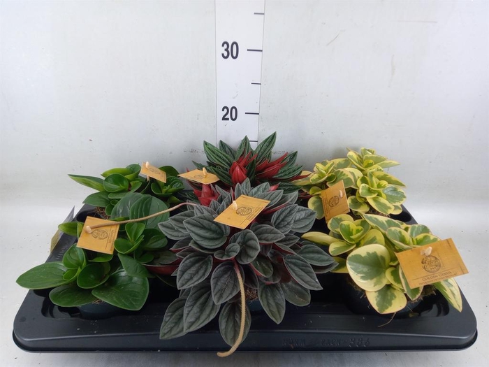 <h4>Peperomia   ...mix</h4>