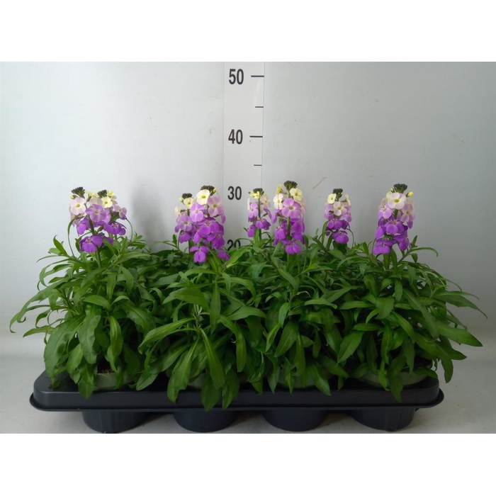 <h4>Erysimum  'Leya Purple Glow'</h4>