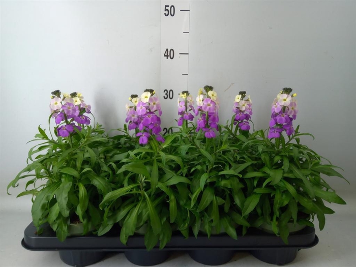 Erysimum  'Leya Purple Glow'