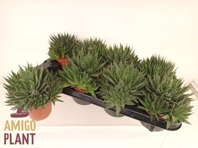 <h4>ALOE ARISTATA</h4>