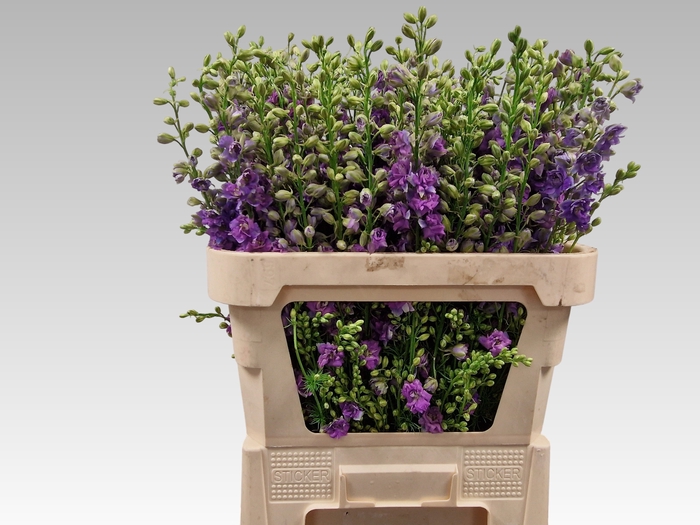 <h4>CONS R Q VIOLE LILAC</h4>