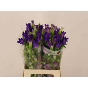 CAMP M CHAMPION BLUE