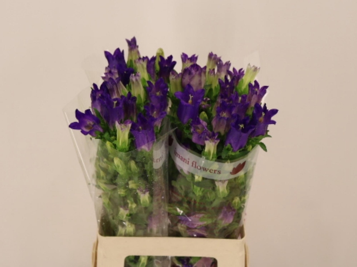 <h4>CAMP M CHAMPION BLUE</h4>