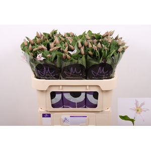 Clematis Amazing Kansas Marginpar