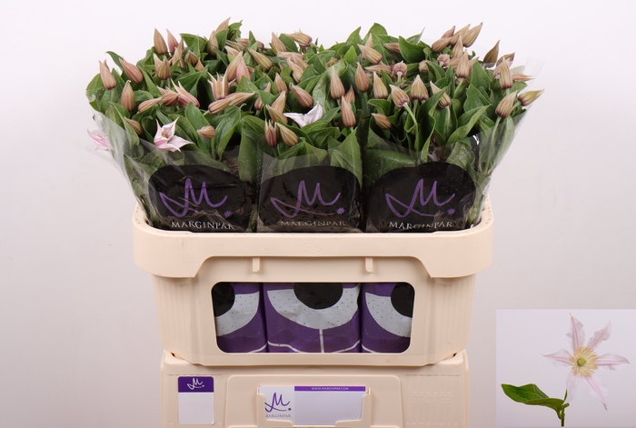 <h4>Clematis Amazing Kansas Marginpar</h4>