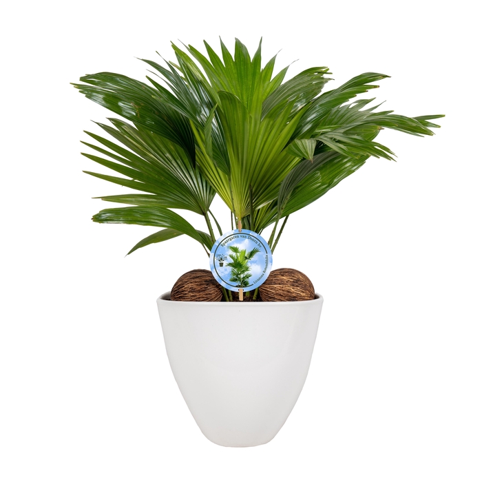 <h4>Livistona in avani white pot aspd Disk etiket Lucht Zuiverend</h4>
