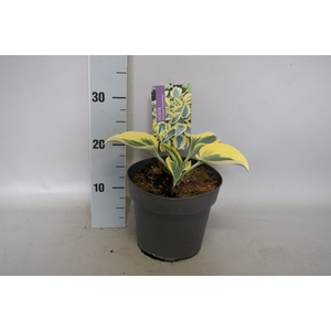 vaste planten 19 cm  Hosta autumn frost