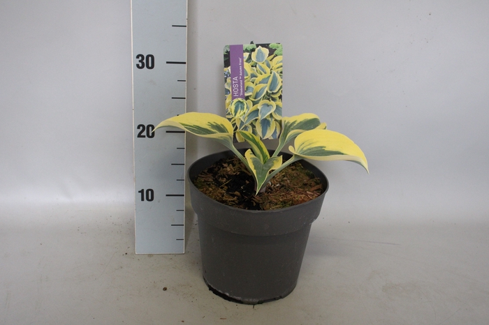 <h4>vaste planten 19 cm  Hosta autumn frost afd. 1</h4>