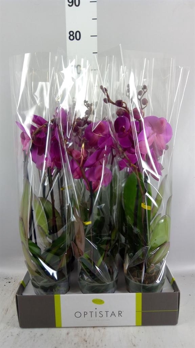 <h4>Phalaenopsis   ...lilac</h4>