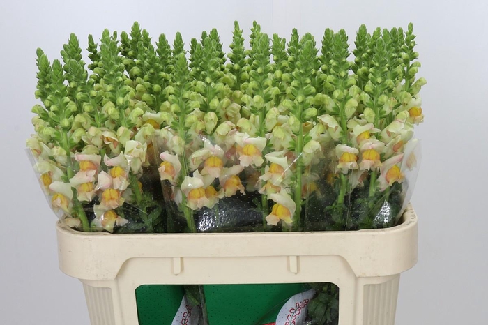 <h4>Antirrhinum majus 'Avignon Apricot'</h4>
