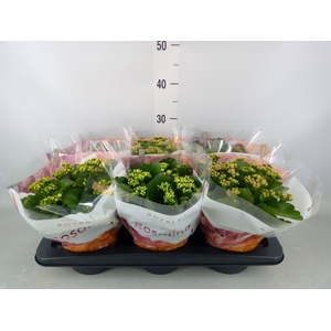 Kalanchoe blos. 'RoyalDon'   ..mix