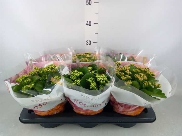 <h4>Kalanchoe blos. 'RoyalDon'   ..mix</h4>