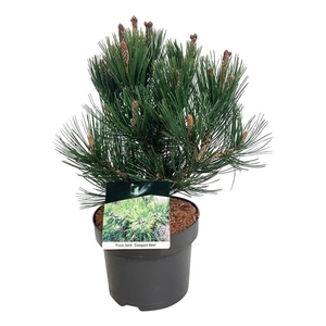 Pinus held. 'Compact Gem'