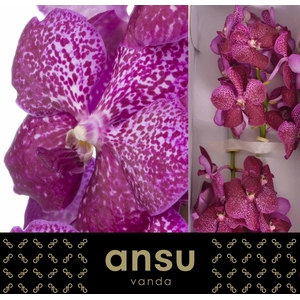 Vanda Sunanda Magenta Glitter
