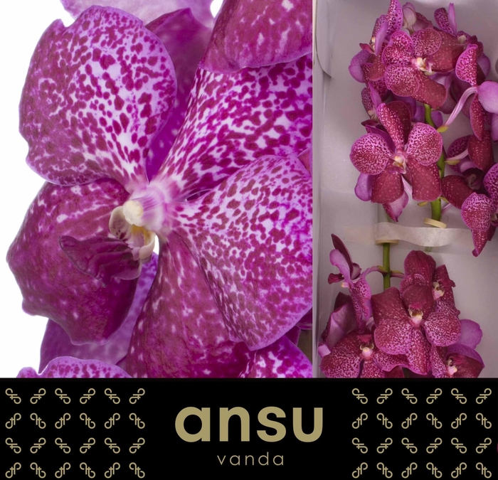 <h4>Vanda Sunanda Magenta Glitter</h4>