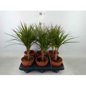 Dracaena marg.
