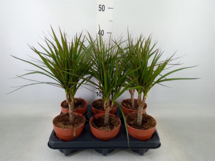 <h4>Dracaena marg.</h4>