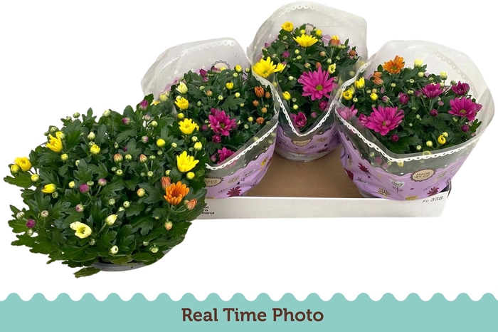 <h4>CHRYS GEM IN POT</h4>