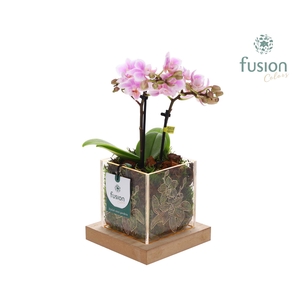 Acryl bakje met Phalaenopsis met LED