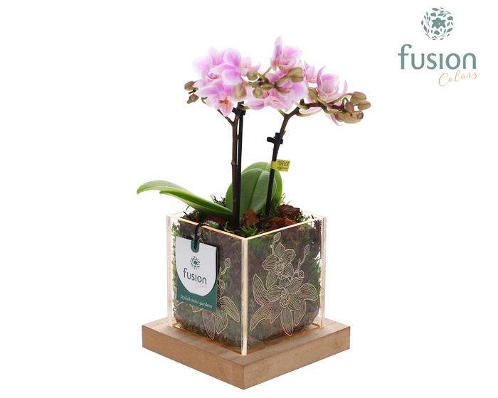 <h4>Acryl bakje met Phalaenopsis met LED</h4>