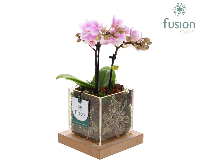 <h4>Acryl bakje met Phalaenopsis met LED</h4>