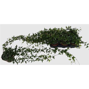 Hed He Shamrock 80cm Rank