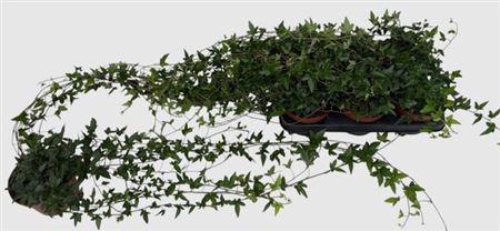 <h4>Hed He Shamrock 80cm Rank</h4>
