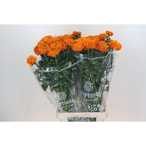 Tagetes Marigold Promise Orange
