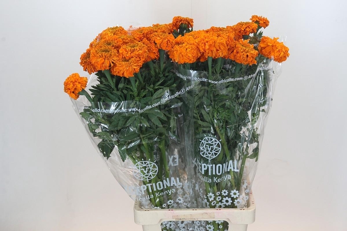 Tagetes Marigold Promise Orange
