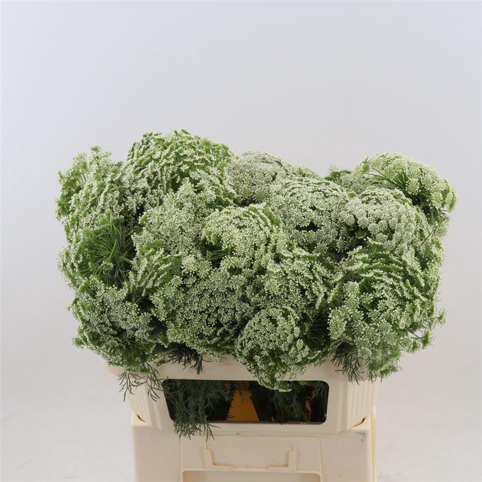 <h4>Ammi Visnaga 'casablanca'</h4>