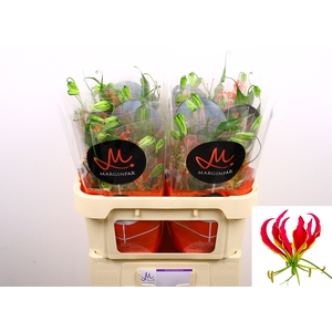 GLORIOSA S FIFT SHAD