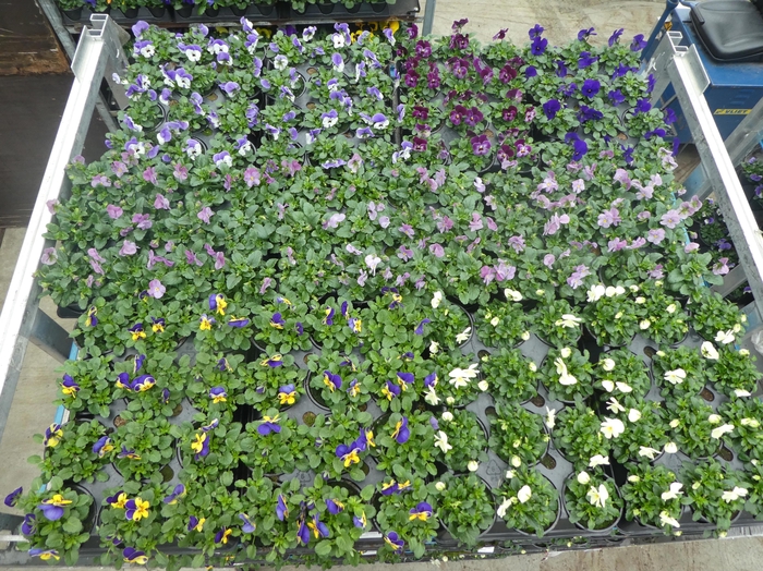 <h4>VIO CORNUTA</h4>