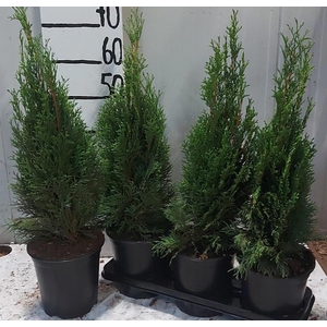 THUJA O SMARAGD
