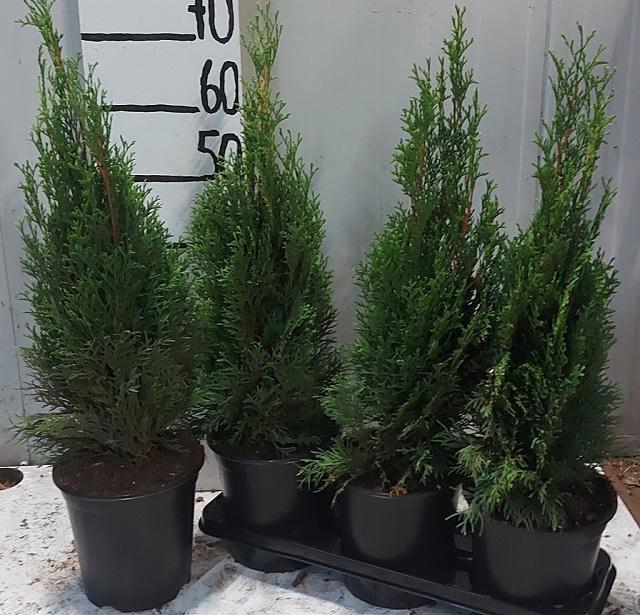 <h4>THUJA O SMARAGD</h4>