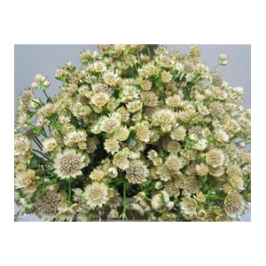 ASTRANTIA BILLION SWEET ZALM