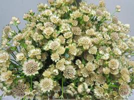 <h4>ASTRANTIA BILLION SWEET ZALM</h4>