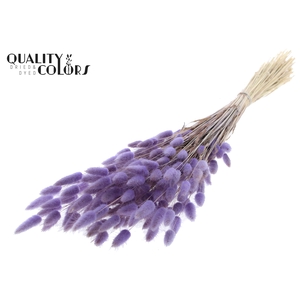Lagurus per bunch Milka