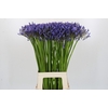 Agapanthus Donau